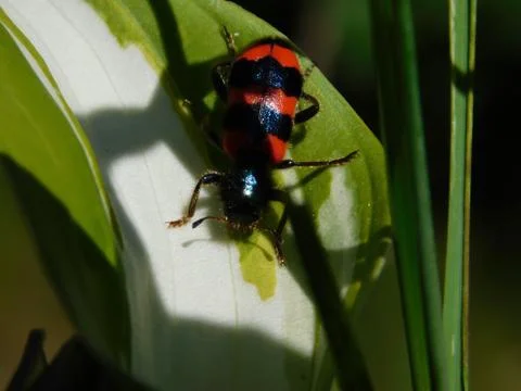 Medium sized beetle Stock Photos