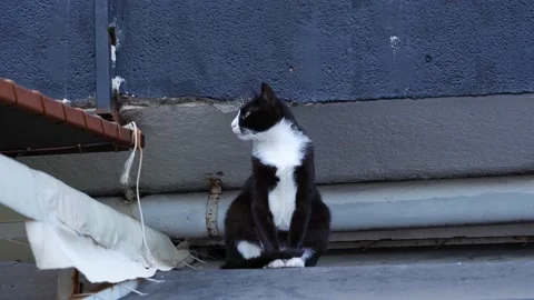 A medium-sized black and white cat sits on the roof of a building and looks into Stock Footage 197468624