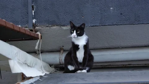 A medium-sized black and white cat sits on the roof of a building and looks into Stock Footage 197468959