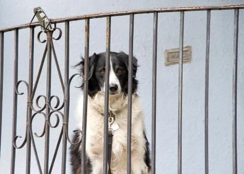 Medium sized black and white long haired dog sitting on a porch Stock Photos