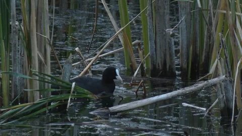 Medium-sized black Eurasian coot (Fulica atra) preening in swamp Stock Footage 330726782