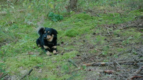 A medium-sized black mongrel dog lies on the moss in the forest and looks around Stock Footage 141001349