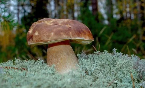 Medium-sized boletus. White moss of the forest. Boletus edulis Stock Photos