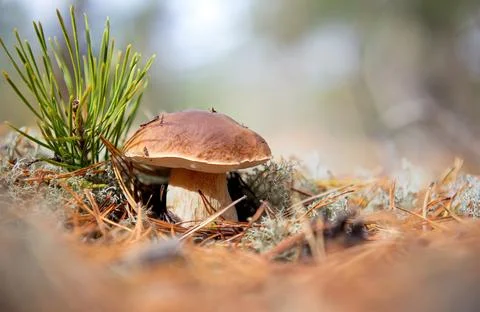 Medium-sized boletus. White moss of the forest. Boletus edulis Stock Photos