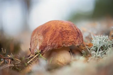 Medium-sized boletus. White moss of the forest. Boletus edulis Stock Photos