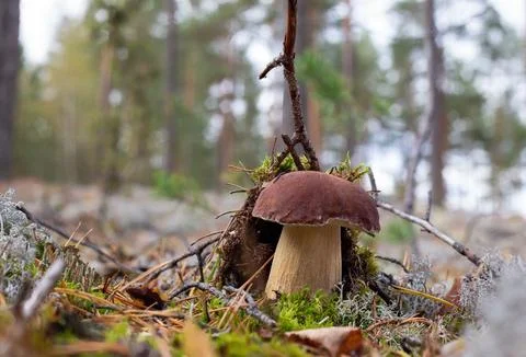 Medium-sized boletus. White moss of the forest. Boletus edulis Stock Photos