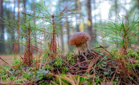 Medium-sized boletus. White moss of the forest. Boletus edulis Stock Photos
