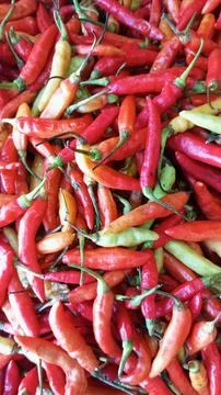 Medium-sized, bright red chilies Stock-Fotos