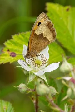Medium-sized brown butterfly with orange patches and eye spots. Feeds on wild Stock Photos
