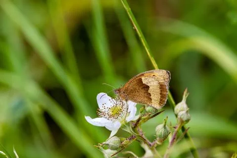 Medium-sized brown butterfly with orange patches and eye spots. Feeds on wild Stock Photos