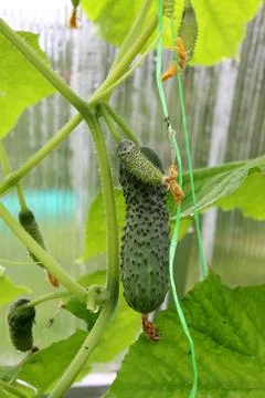 A medium-sized bumpy cucumber and a small one on the same vine Stock Photos