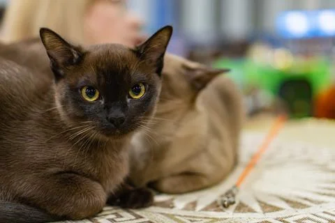 Medium-sized Burmese cat with a short, shiny brown fur and round yellow eye.. 库存照片