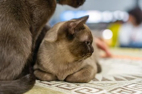 Medium-sized Burmese cat, two Siamese cats on a patterned surface, indoor s.. Stock Photos