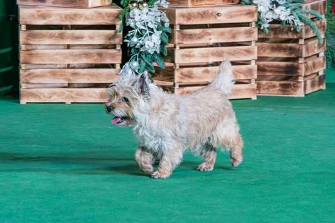 Medium-sized cream to light brown shaggy purebred dog walking on a green ca.. Stock Photos