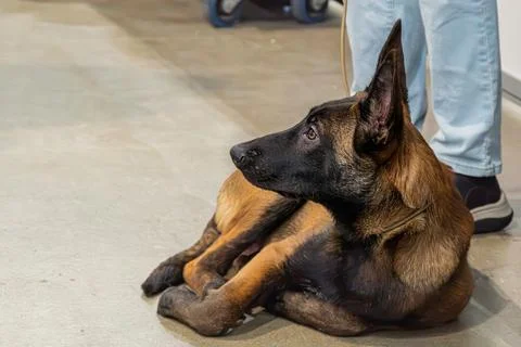 Medium-sized dog black and brown coat on display at industrial space, lying o Stock Photos