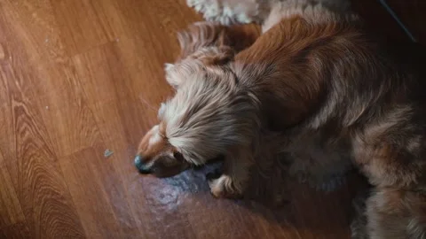 A medium-sized dog lies on the floor and investigates a small object with Video stock 339093687