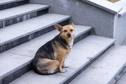 A medium-sized dog with short tan and black fur sitting on grey stone stair.. Фото