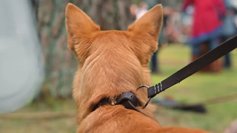 A medium-sized dog stands on a leash, facing a crowd at a medieval festival. 库存影片 345031834