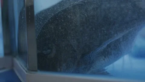 Medium Sized Fish Inside Water Tank Stock Footage 214159908