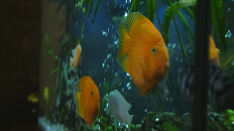 Medium sized fish swim in the aquarium in the room the camera is in motion Stock Footage 118971936