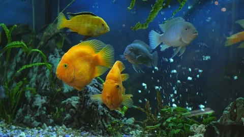 Medium sized fish swim in the aquarium in the room the camera is in motion Stock Footage 118972111