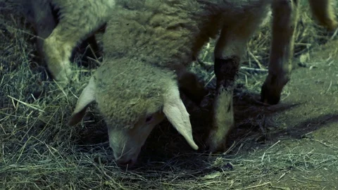Medium-sized lamb eats hay in the barn Stock Footage 87312822