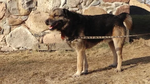 Medium-sized mixed breed dog with black and tan fur standing on dry grass Stockbeeldmateriaal 333514000