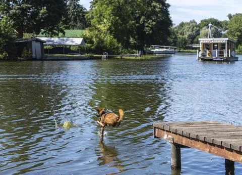 Medium-sized mixed breed dog with short, brown fur jumping into the Dahme near Stock Photos