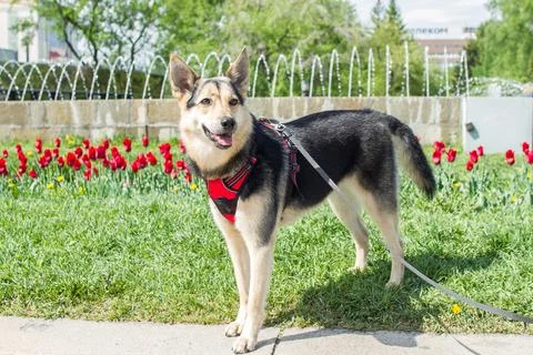A medium-sized mongrel dog in a red harness against a background of red tulips Stock Photos