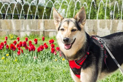 A medium-sized mongrel dog in a red harness against a background of red tulips Stock Photos