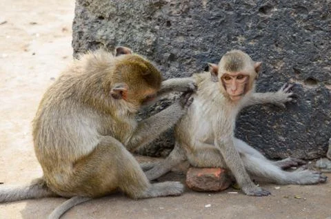  A medium-sized monkey, brown hair and the tail is longer than the body. 스톡 사진