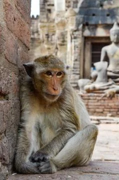 A medium-sized monkey, brown hair and the tail is longer than the body. Stock Photos