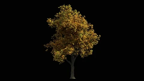 Medium-sized oak tree in autumn colours isolated on black Stock Footage 147893540