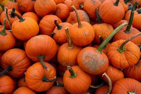Medium-Sized Orange Pumpkins in a Pile Filling the Frame Foto stock