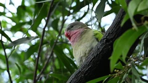 Medium-sized parrot bird with fluoro green, pink and violet plumage called .. Stock-Footage 317501530