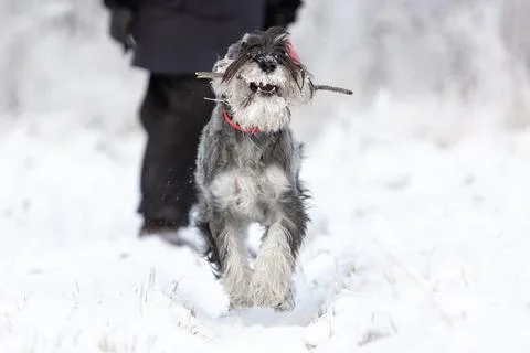 A medium sized pepper and salt schnauzer runs from its owner through the winter Photos