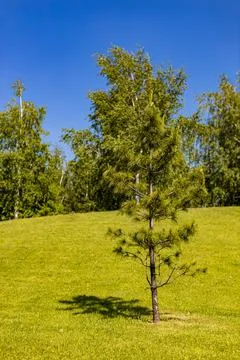 A medium-sized pine tree stands against the background of trees Stock Photos