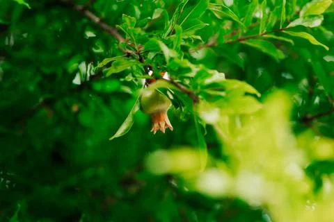 The medium-sized pomegranate fruit on the tree green in Monteneg 스톡 사진