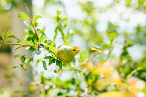 The medium-sized pomegranate fruit on the tree green in Monteneg Stock Photos