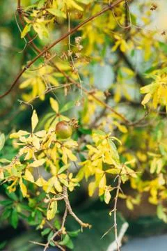 The medium-sized pomegranate fruit on the tree green in Monteneg Fotos Stock