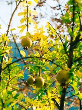 The medium-sized pomegranate fruit on the tree green in Monteneg 스톡 사진