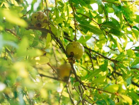 The medium-sized pomegranate fruit on the tree green in Monteneg Stock Photos