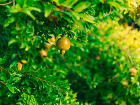 The medium-sized pomegranate fruit on the tree green in Monteneg 스톡 사진