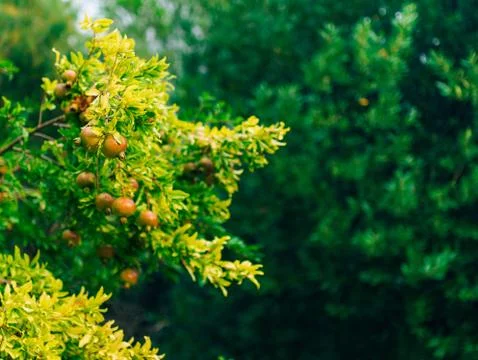 The medium-sized pomegranate fruit on the tree green in Monteneg Stock Photos