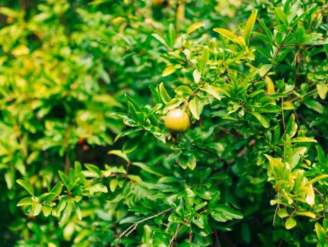 The medium-sized pomegranate fruit on the tree green in Monteneg 스톡 사진