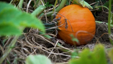 Medium sized pumpkin growing Stock Footage 117620103