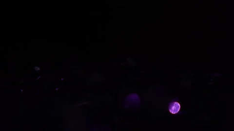 Medium sized purple glowing lights in a bunch Stock Footage 315316878