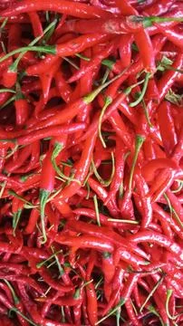 Medium-sized red and yellowish-green chilies Stock-Fotos