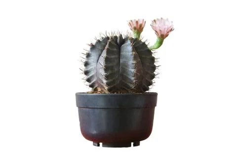 A medium sized round cactus with two pale pink flowers blooming in a black pa Stock Photos