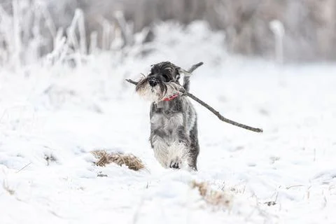 A medium sized schnauzer with pepper and salt runs through the winter forest Stock-Fotos